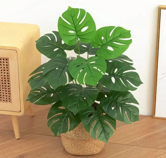 Monstera with Cane plante