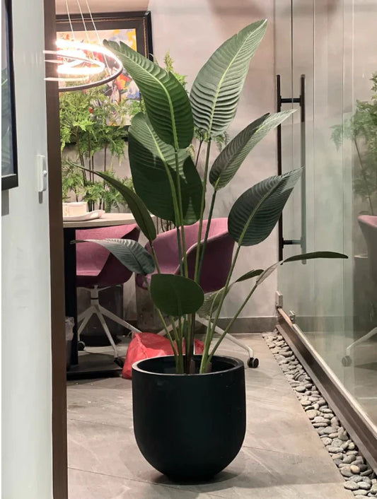 High-Style Banana Leaf Beauty